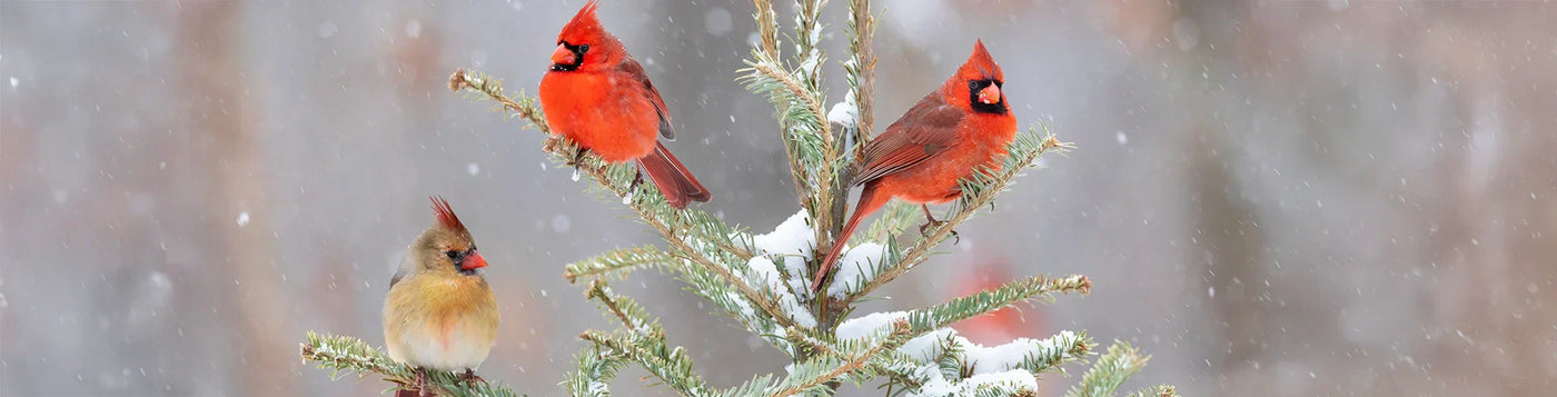 Three Cardinals perching on a tree with snow and a grey weather background.