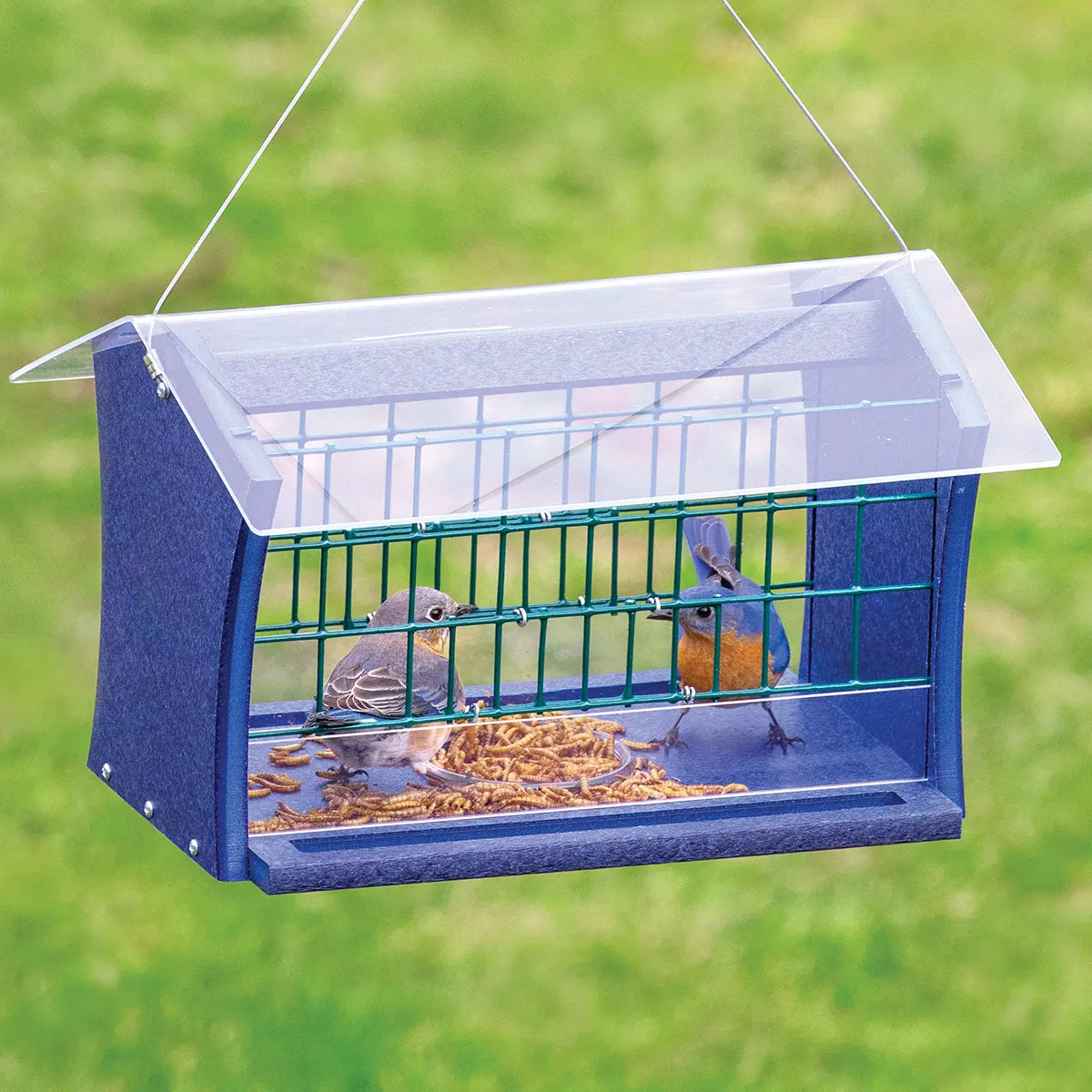 Duncraft Blocker Bluebird Feeder with mealworms, featuring two songbirds feeding. Includes wire grid to deter larger birds and a protective clear roof.
