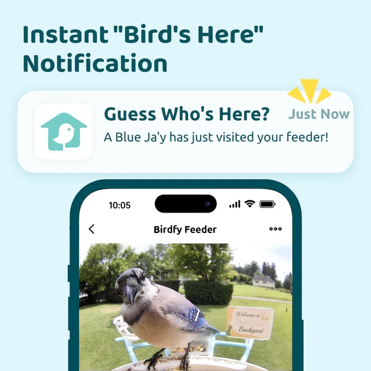 Birdfy Blue Bird Feeder 1 with Camera app alert showing a Blue Jay at the feeder, featuring live bird recognition and instant notifications.