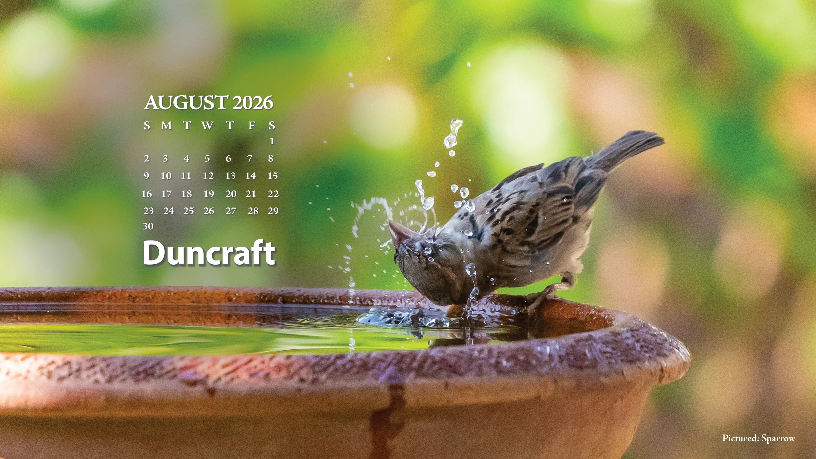 Sparrow taking a bath in a bird bath. Featuring an August 2026 Calendar.
