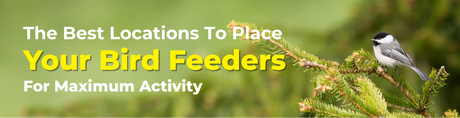 Banner with text “The Best Locations To Place Your Bird Feeders For Maximum Activity” and a chickadee perched on a conifer branch.