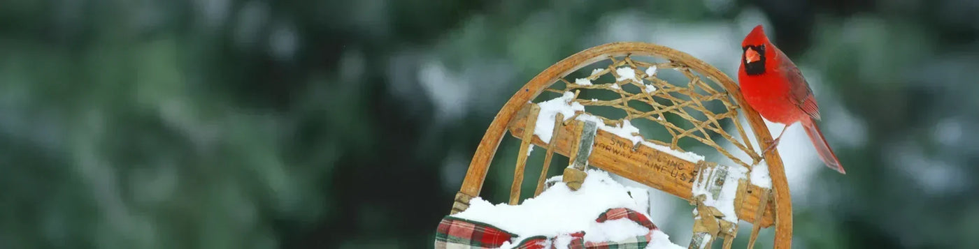 A bright red Northern Cardinal sits on a snow-covered wooden snowshoe, with evergreen foliage in the background and plaid fabric partially visible.