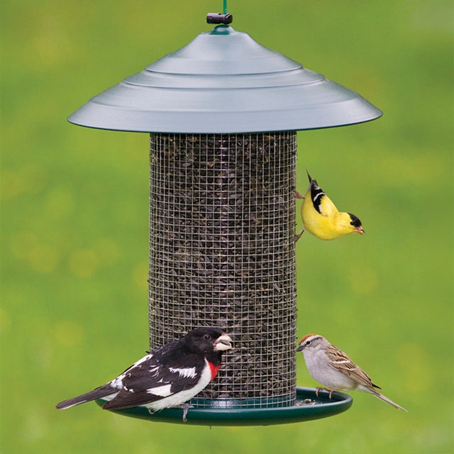 Bird feeder with three birds on a green background
