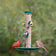 Duncraft Tube & Seed Tray feeder with five songbirds, including a male and female Northern Cardinal, Goldfinches, and a Chickadee, feeding on visible seeds.