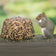 Gray squirrel on wooden rail eating Wildlife Snack Jumbo Critter Block, a seed-and-suet mix designed to attract wildlife and protect bird feeders.