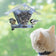 Two birds on a clear bird feeder with a cat observing from below.