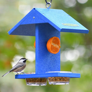 Duncraft Eco-Bluebird Feeder with bright blue design, two mealworm dishes, suet balls, and orange slices. Chickadee perched, enjoying the offerings.