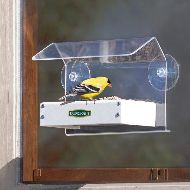 Duncraft Sheltered Water Shed Window Feeder with a yellow bird perched on it, showcasing the clearview roof and metal mesh drainage tray.