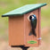 Duncraft Bird-Safe® Classic House & Pole: Wooden bird-nest box with green roof, brass entry plate, and a tree swallow perched at the entrance.