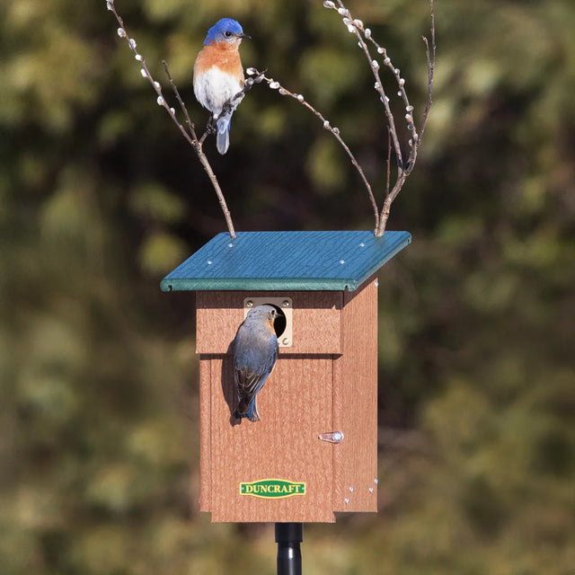 Duncraft Bluebird Landing View House & Pole in wooded setting, male bluebird on roof branch, female at entrance, demonstrating nesting features.