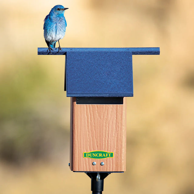 Duncraft Birds-Eye View Bluebird House and Pole, featuring a male bluebird perched on its roof, highlighting the innovative slotted entrance and dual perches.