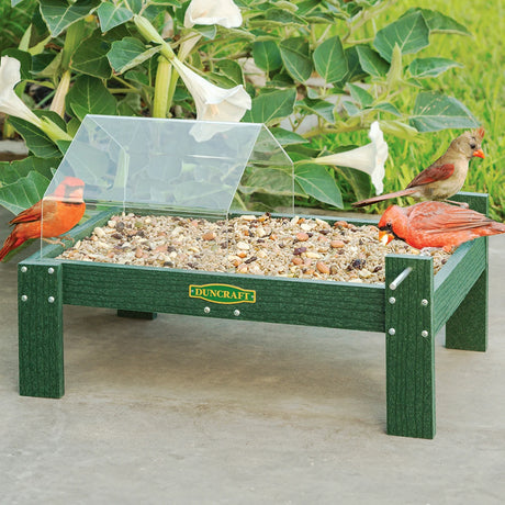 Duncraft Open Air Covered Ground Platform Feeder with clear canopy, green composite lumber, and mixed seeds. Three Northern Cardinals perched, showcasing easy access and weather protection.