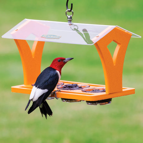 Duncraft Triple Jelly Cafe bird feeder with clear roof, three suet cups, and a red-headed woodpecker perched on the tray, feeding.