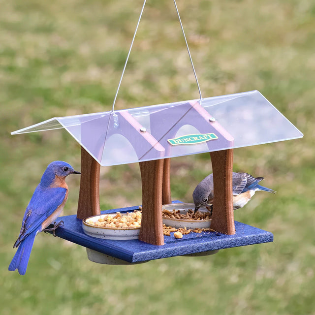 Duncraft Twin Arches Bluebird Feeder with two Eastern Bluebirds feeding from dishes filled with nuts and mealworms, suspended by cables against a blurred lawn background.