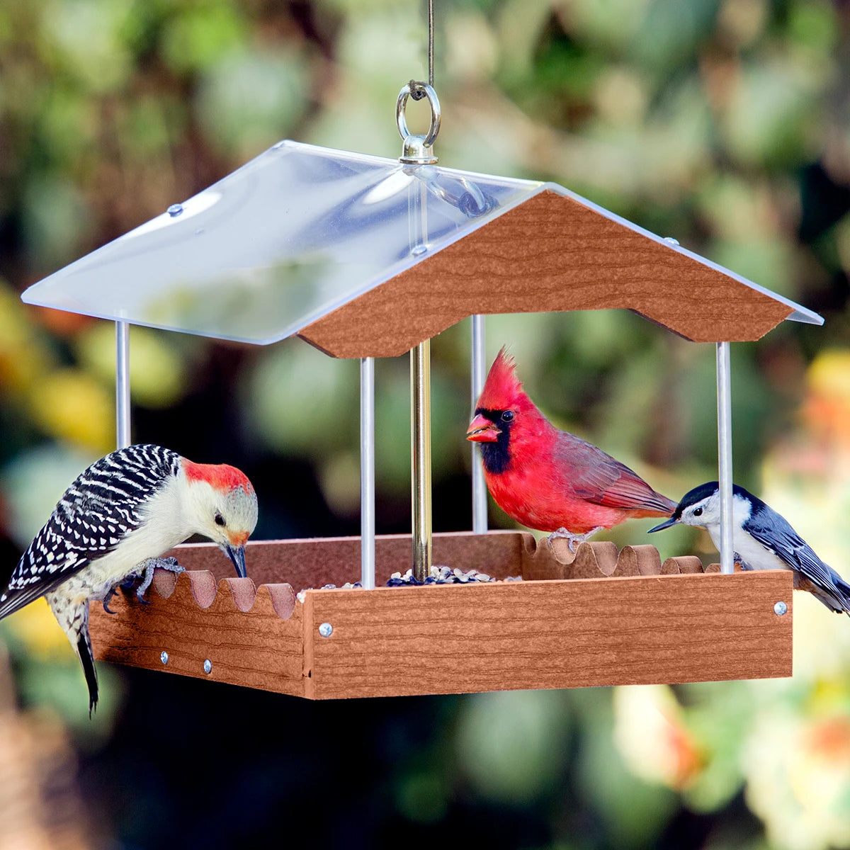 Duncraft Covered Wave Platform Feeder with a clear roof and wooden tray, hosting a woodpecker, cardinal, and nuthatch as they feed on seeds.