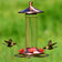 Brushed Metal Hummer Feeder with four red flower-shaped ports, wraparound perch, and clear glass reservoir; hummingbird flying near feeder.