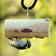 Downy woodpecker feeding from a hanging cedar log suet feeder for backyard birds.