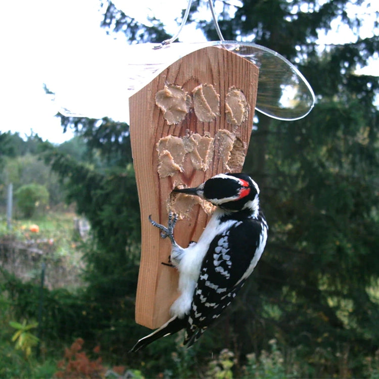 Downy woodpecker clinging to a cedar bark butter feeder filled with spreadable bird food.
