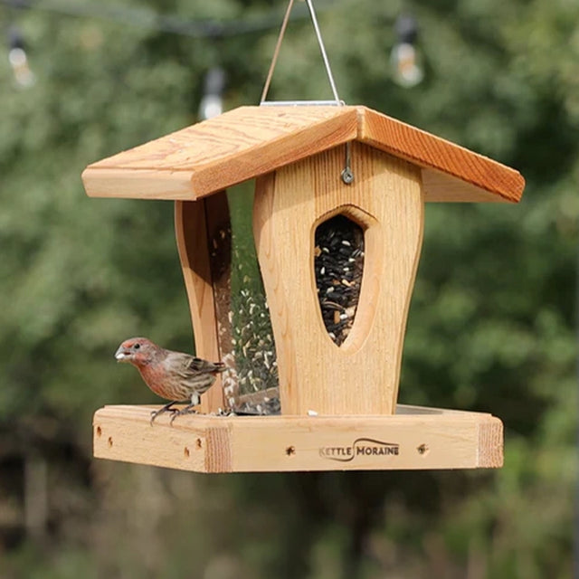 House finch perched on a cedar hopper bird feeder with open feeding tray and visible seed reservoir.