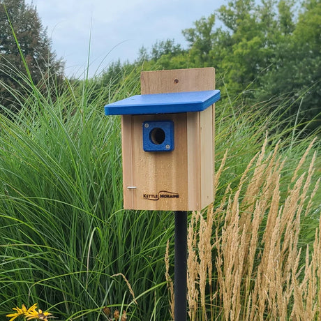 Cedar chickadee and wren nest box with blue recycled plastic roof mounted in a garden setting.