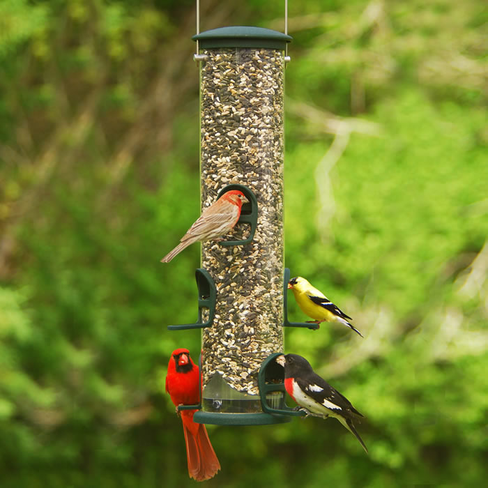 Aspects Spruce Big Tube Feeder with six feeding ports, clear plastic tube, and cardinals feeding on U-shaped perches.