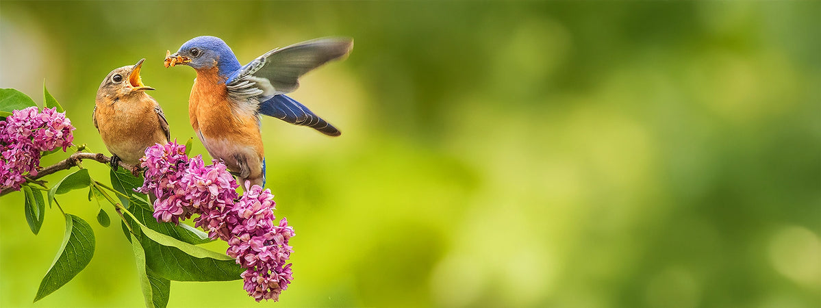 Two birds perched on a branch with pink flowers against a blurred green background