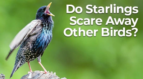 European starling calling from a branch beside the text “Do Starlings Scare Away Other Birds?”