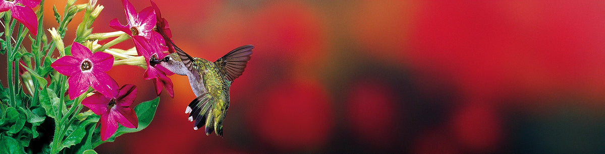 Hummingbird feeding on pink flowers with a blurred red and orange background