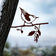 Metal Nuthatch silhouette perched on a branch, made from durable Corten Steel, designed for garden decoration. The bird's detailed cut captures the essence of a nuthatch.