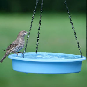 Nature's Way Combo Café 2-in-1 bird feeder and bird bath with a songbird perched on the rim, showcasing its dual function and eco-friendly design.