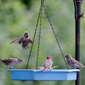 Nature's Way Combo Café 2-in-1 Recycled Plastic Bird Feeder and Bird Bath with five songbirds perched and mid-flight, featuring a blue tray suspended by metal chains.