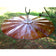 Extra Large Hanging Disk Squirrel Baffle, Copper Tint, shown outdoors; a circular, metal baffle designed to deter squirrels, hanging from a pole.