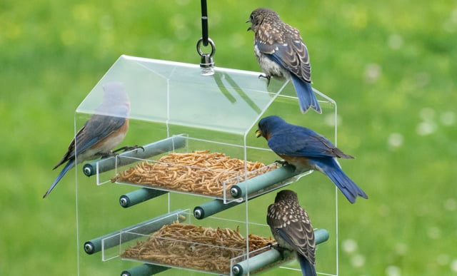 4528 Bluebird Landing Twin Tray Feeder, available exclusively at duncraft.mom